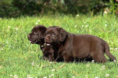 Cuccioli Razza labrador cioccolato con Pedigree - Foto 3