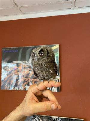 Assiolo Dei Tropici Baby (Otus choliba) - Anteprima 1