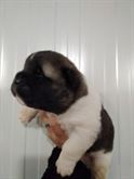 Akita Americano - maschietti