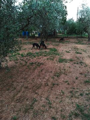Disponibili segugi italiani nero focali