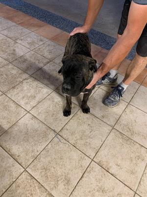 Cane corso - Foto 3