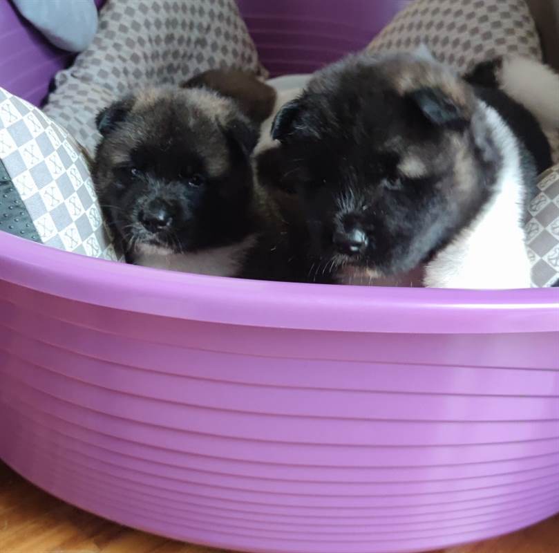 Foto 5Cuccioli akita americano
