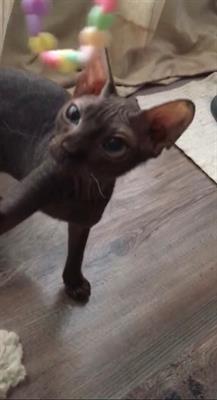Gatto donspynks