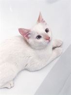 Foto 3 Cercasi Gatto Maschio Bianco per Primo Accoppiamento Siamese