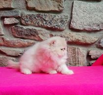 Persiano maschio cucciolo bianco e crema