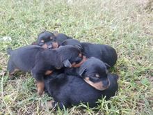 Cuccioli Pincher - Anteprima 1