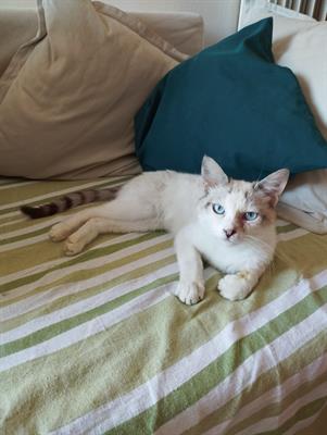 C'è un micio che cerca casa