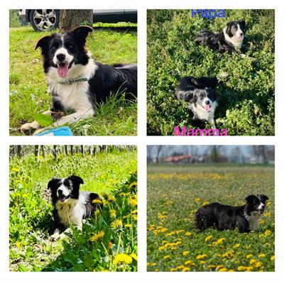 Cuccioli di Razza Border collie con pedigree - Foto 4