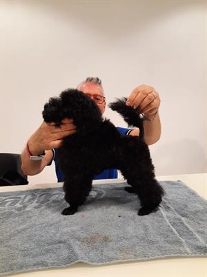 Cucciolo di barboncino