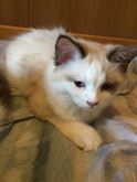 Foto 3 Polly Browny dolcissime cucciole Ragdoll