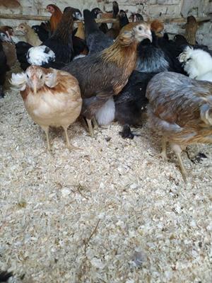 Galline uova colorate araucana, marans, olive egger - Foto 3