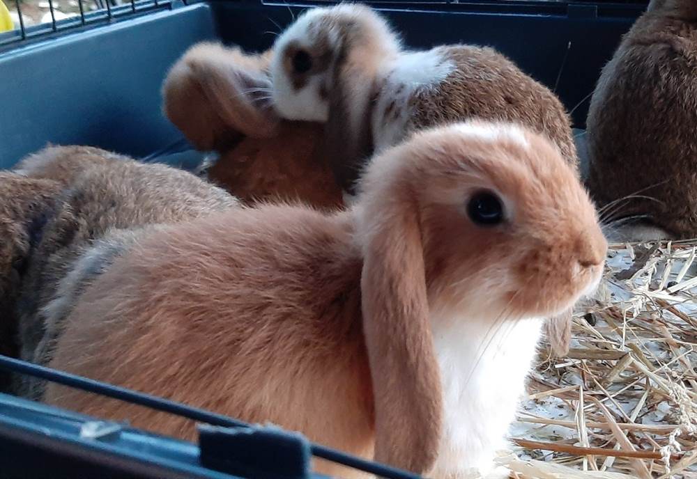 Coniglio ariete nano