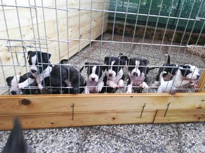 American Staffordshire Terrier cuccioli