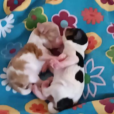 Vendita cuccioli cavalier king