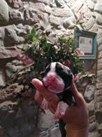 Foto 2 Cuccioli di Boxer Maschi Fulvi, pronta consegna