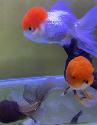 Pesci Oranda testa di leone