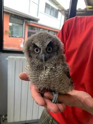 Assiolo Dei Tropici Baby (Otus choliba) - Foto 2