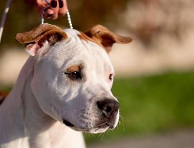 American staffordshire terrier