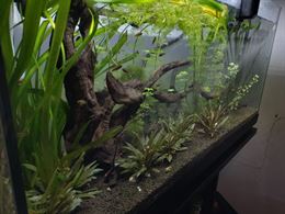 ACQUARIO COMPLETO