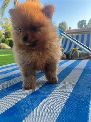 Spitz di Pomerania