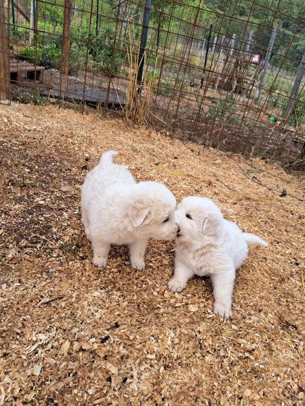 Cuccioli di pastore Razza maremmano abruzzese - L'Aquila