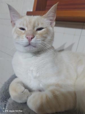 Siamese Red point - Anteprima 1