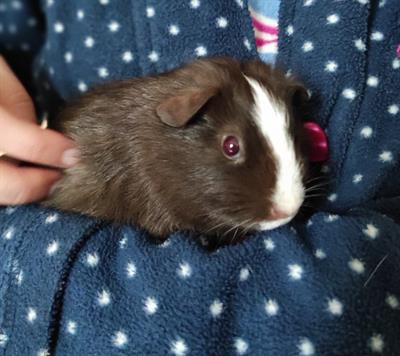 Cavia americana porcellino d'india