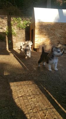 Incrocio husky e malamute