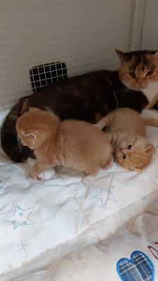 British shorthair