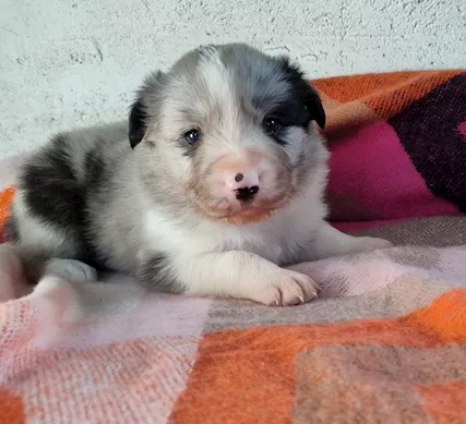 Cuccioli Border Collie - Anteprima 1
