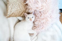 Cercasi Gatto Maschio Bianco