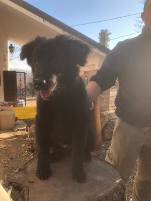 Regalo cagnone maschio nero 4 mesi