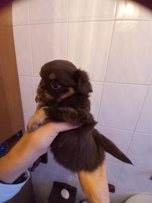 Cuccioli di chiuhauha