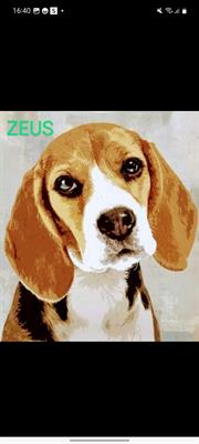 Beagle - Cane allevato insieme ai cani da caccia