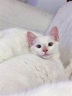 Foto 2 Cercasi Gatto Maschio Bianco per Primo Accoppiamento Siamese