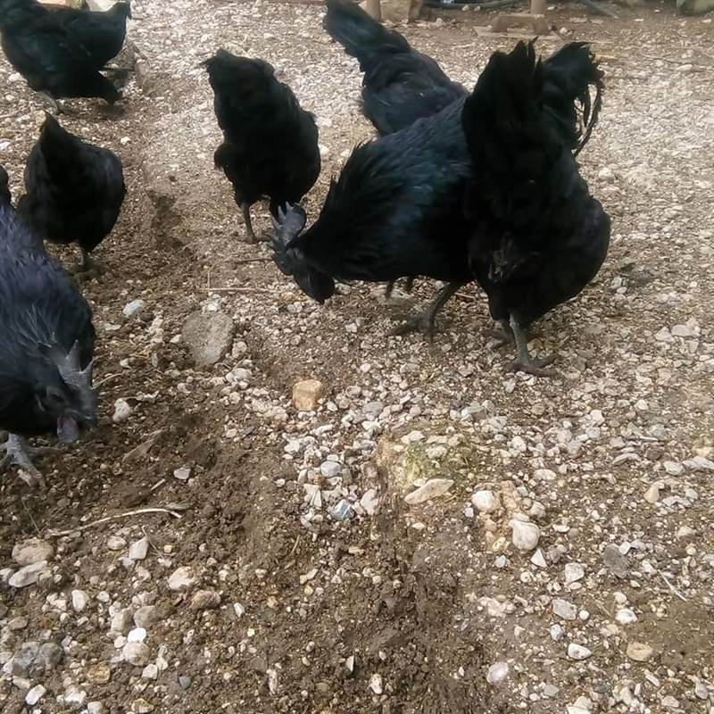 Ayam Cemani