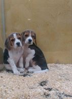 Cuccioli di beagle