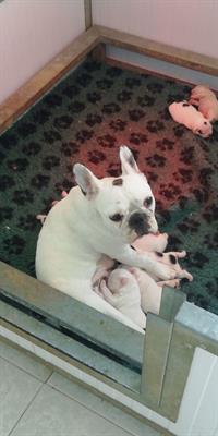 Cuccioli di Bouledogue Francese - Foto 5