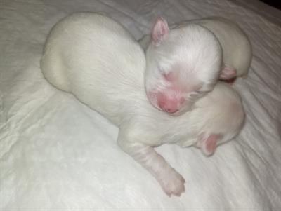 Cuccioli maltese