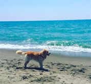 Cerco femmina di Golden Retriever