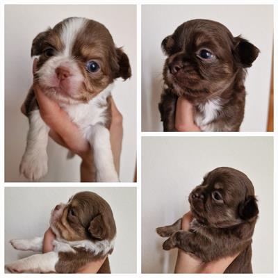 Chihuahua