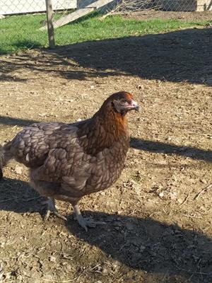 Galline uova colorate araucana, marans, olive egger - Foto 4