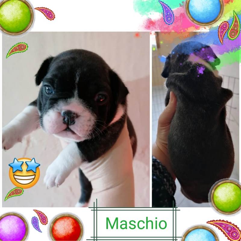 Orecchini A Perno In Argento 925 Con Bulldog Francese – Piccoli Gioielli Con Zirconi Per Donne Amanti Dei Cani