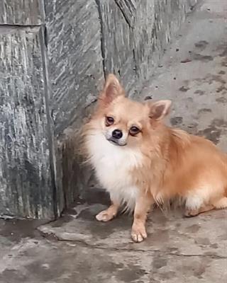 Chihuahua maschio con pedigree ENCI
