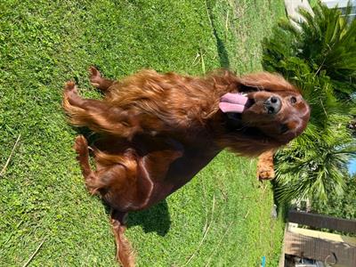 Cerco femmina di Setter Irlandese - Foto 2