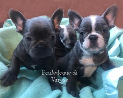 Bulldog francese Blue
