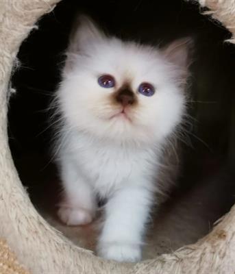 Cuccioli Sacro di Birmania con pedigree