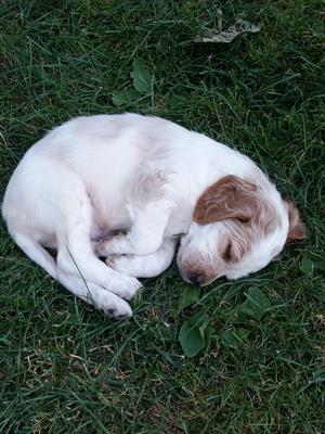 Cuccioli setter inglese bianco/arancio