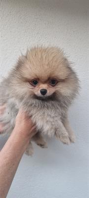 Spitz Tedesco Nano / Pomerania