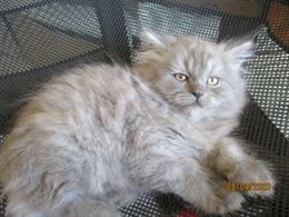 Foto 6 Favolosi Cuccioli Persiani, a pelo lungo